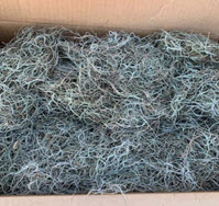 Tillandsia Useneoides Spanish Moss Box 18x12x12